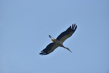 Fototapeta na wymiar stork in flight on a background of blue sky