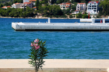 Fototapeta na wymiar Pink oleander flowers on the promenade in Vela Luka, small town on island Korcula, Croatia. Selective focus.