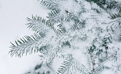 Blue fir trees covered with white snow
