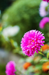 asters are beautiful multi-colored flowers to decorate flower beds and create bouquets