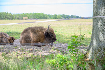 European bison in the Maashorst  © Kevin