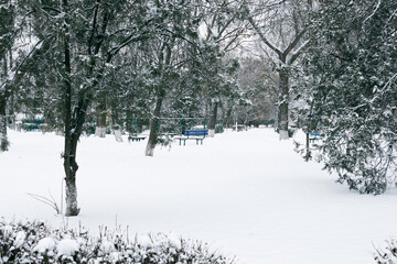 Recreation Park trees covered with snow