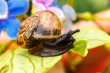 Snail closeup portrait. Little snail in shell crawling on flower and green leaf in garden. Inspirational natural floral spring or summer background. Life of insect. Macro, close up