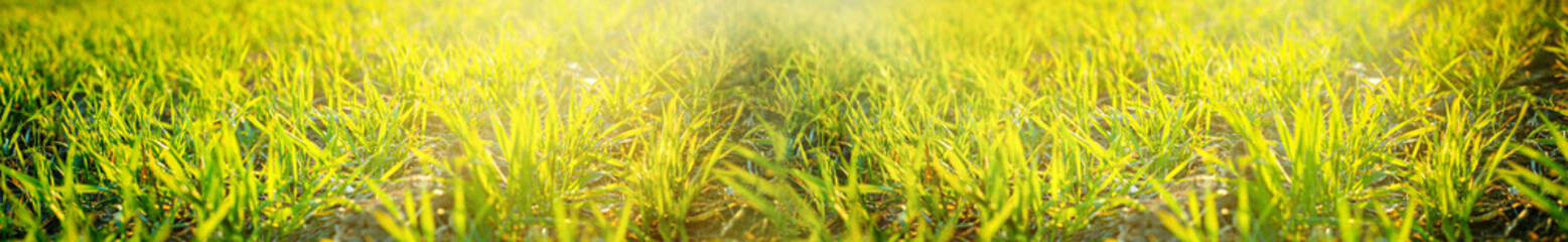 Young wheat seedlings growing on field in black soil. Spring green wheat grows in soil. Close up on sprouting rye on agriculture field in sunny day. Sprouts of rye. Agriculture.