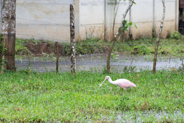 pink spoonbill looking for food