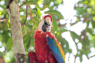Parrots in a tree in costa rica
