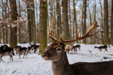 Fototapeta premium Wild amazing fallow deer standing in its natural enclosure in the garden of medieval Castle Blatna, forest in winter sunny day, A lone deer is looking for food. Czech Republic