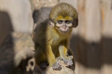 Baby of Gabon Talapoin on a tree. (Miopithecus talapoin)