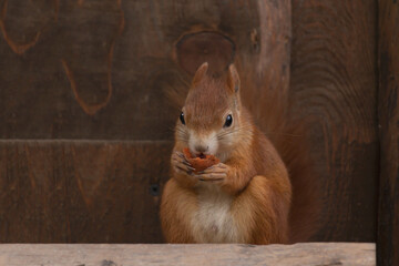 Squirrel sits on in front of a wooden wall and eats a carrot. View of a little red squirrel(Sciurus...