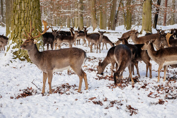 A group of wild fallow deers lying and resting in the garden of medieval Castle Blatna in winter sunny day, Herd of red deer in its natural enclosure in the forest, Czech Republic