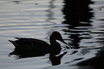 Dark Silhouette of a duck swimming in dark evening water. 