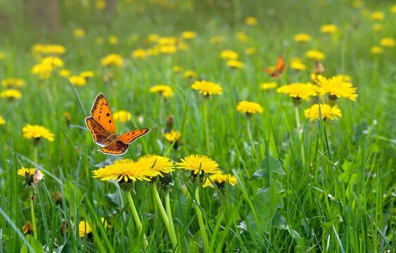 Fototapeta Flowering yellow dandelions on green meadow in spring. Orange butterfly with black dots scarce copper above yellow spring flowers