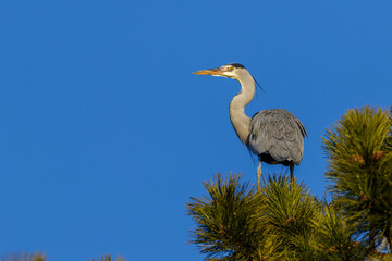 Graureiher (Ardea cinerea)