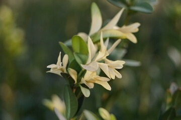 White-yellow flowers