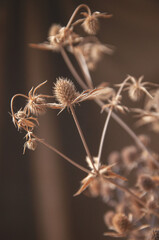 bouquet of wildflowers dry thistle on brown background