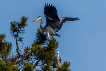 Graureiher (Ardea cinerea)
