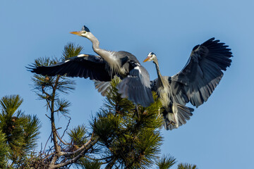 Graureiher (Ardea cinerea) streiten sich