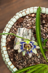 Biophilia Trend Style. Details of a courtyard with potted houseplants. Passionflower bloom.