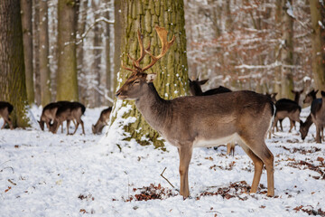 Wild amazing fallow deer standing in its natural enclosure in the garden of medieval Castle Blatna, forest in winter sunny day, A lone deer is looking for food. Czech Republic