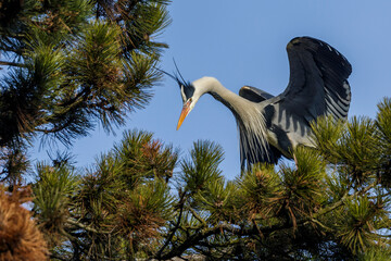 Graureiher (Ardea cinerea)