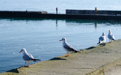 A flock of seabirds are sitting on the fence. Seagulls are sitting by the sea.