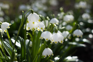 Leucojum vernum - early spring snowflake flowers in the forest. Blurred background, spring concept.