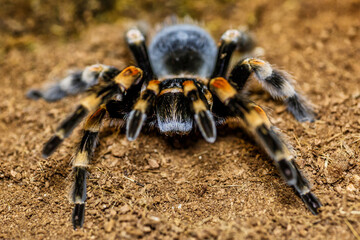 Closeup female of Spider Tarantula (Lasiodora parahybana) in threatening position. Largest spider in terms of leg-span is the giant huntsman spider.