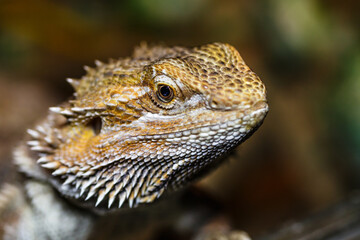 portrait macro photo of a female bearded dragon in its terrarium.Lizards are a widespread group of squamate reptiles, with over 6,000 species
