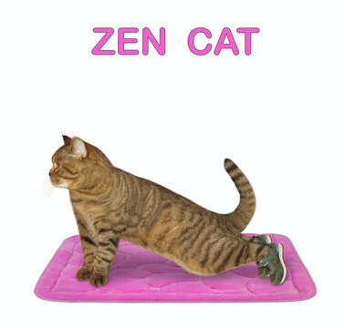 A beige cat is doing plank exercise workout on a pink fitness mat. Zen cat. White background. Isolated.