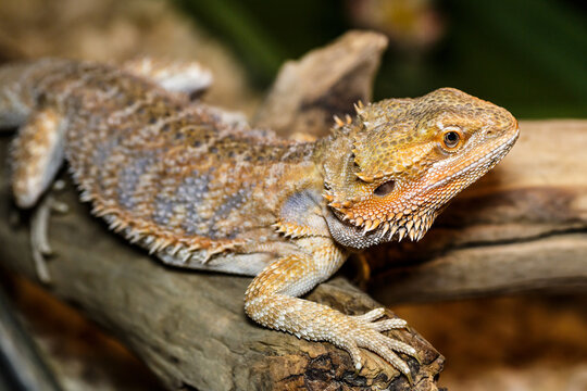 portrait macro photo of a female bearded dragon in its terrarium.Lizards are a widespread group of squamate reptiles, with over 6,000 species