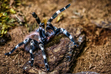 A huge spider,Red-Legged Costa Rican Tarantula (the biggest tarantula in the world). Largest spider in terms of leg-span is the giant huntsman spider. Females can live up to 25 years