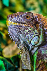 The green iguana, also known as the American iguana, mostly herbivorous species of lizard of the genus Iguana. This is the residual dinosaur reptile that needs to be preserved in the natural world