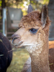 Long Neck hairy brown Alpaca portrait. Parkhurst Pumpkin Patch Ranch Petting Zoo, Oklahoma, USA, Earth.