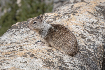 Naklejka na ściany i meble Curious small mammal rodent grey California ground squirrel sitting on the top of the rock and looking far away into Yosemite National Park, Vernal Falls, California, USA, Earth.