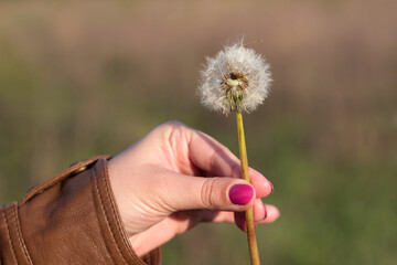 Fototapeta premium Fluffy dandelion flower in hand among the field. Young woman holds Dandelion in hand with pink manicure. Spring, background