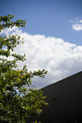 sky and tree