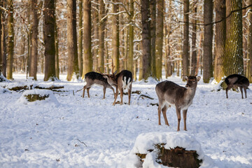 Naklejka premium A group of wild fallow deers resting in the garden of medieval Castle Blatna in winter sunny day, Herd of red deer in its natural enclosure in the forest, Czech Republic