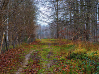 trail among the trees without leaves in the autumn forest