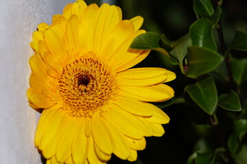 The yellow flower