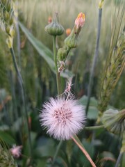 White dandelion in the farm