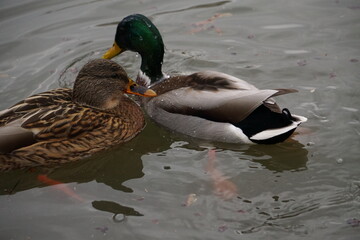 Duck couple