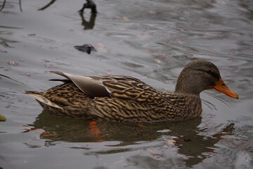 Brown duck swimming