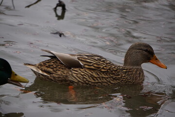 Brown duck swimming