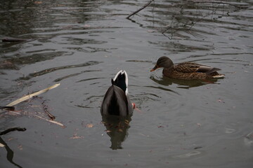 Duck couple