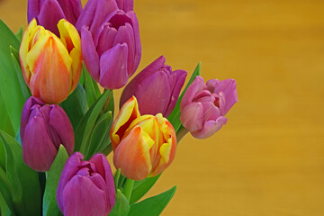 colorful tulip flowers