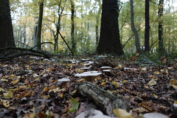 autumn in the forest