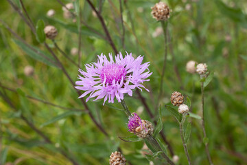 Fototapeta premium Meadow cornflower (Centaurea jacea). Lilac pink flower on green grass background