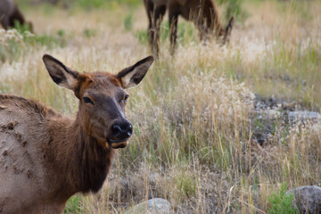 Portrait of a Female Elk in Yellowstone National Park.