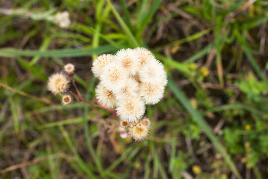 Fluffy seeds of small-petaled acrid (Erigeron acris) on a background of green grass. Late summer, autumn