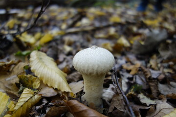 mushrooms in the forest